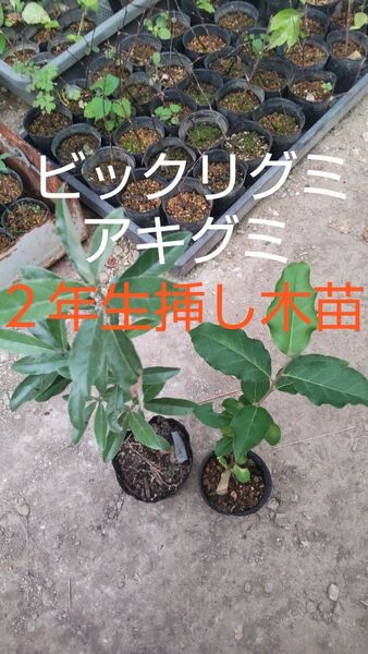 ビックリグミ・アキグミの苗詰合せ 挿し木2年生苗 各1株 丈 約20cm〜30cm