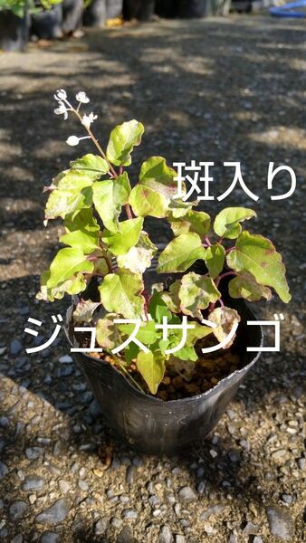 斑入りジュズサンゴ 珍しい斑入りジュズサンゴの苗です可愛い白や赤の実が付きますよ! 希少な為値下げ無し