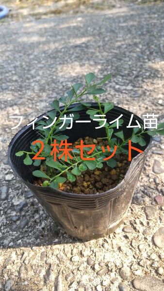 フィンガーライム苗 2株セット 値下げ無し!!