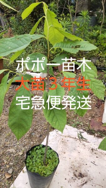 ポポーの苗木 大苗3年生苗 1株 丈70cm以上 大きく成長しました! 宅急便発送 人気の苗なので値下げ無し