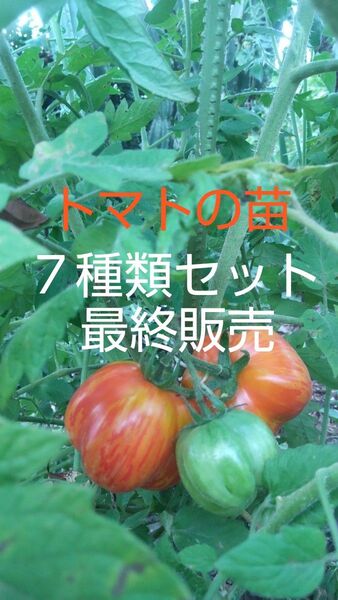トマト7種類の苗 トマトの苗各種おまかせ詰合せになります! 成長しましたので間もなく販売を終了致しますので欲しい方はお早めに
