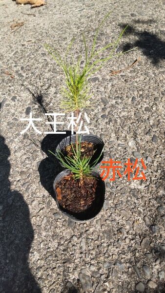 大王松と赤松の苗セット 各1株 盆栽素材にオススメ!! 大王松の苗は価値あり・・・