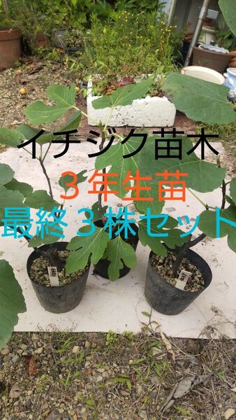 イチジク苗木 特殊品種 3年生苗 3株セット イスキア、ドーフィン の中から3株お選び下さい イスキア最後の2株になりました!!