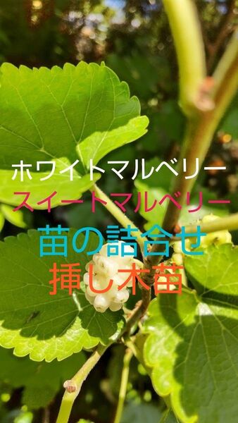 ホワイトマルベリーとスイートマルベリー苗の詰合せ 各1株 ホワイトマルベリーは高価希少価値あり 値下げ無し 限定販売 早い物勝ち