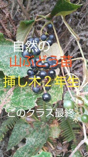 山ブドウの苗 山に入り採取した実が成るメス木を殖やした貴重な自然の山ブドウ希少な雌木の山ブドウ苗木 2年生1株 このクラス最終商品