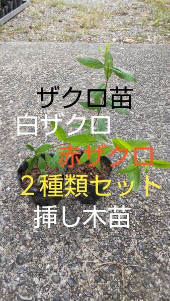 白ザクロと赤ザクロの苗のセット 各1株 数量限定販売 白ザクロは高価希少価値あり!! 値下げ無し 芽吹き始めました今がオススメ