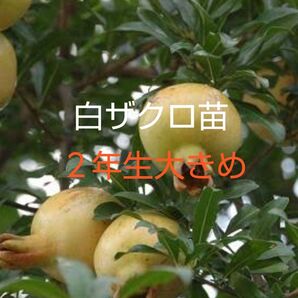 白ザクロ苗 2年生苗 大きめ40cm以上1株 白ザクロは高価希少価値あり!!