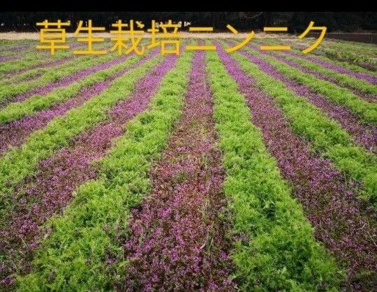 5/31日の発送予定 千葉県産 無農薬無化学肥料 草生栽培 新鮮にんにく 正味約1.3キロ