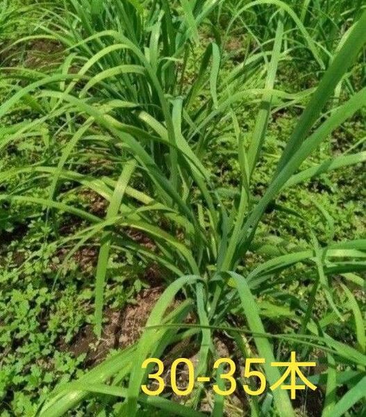 5/4発送予定 種から育てた美味しいニラの苗 30-35本入り 韮苗 無農薬