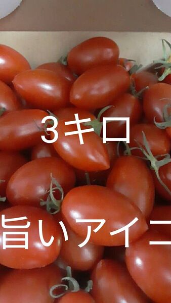 1/1 5/17日発送 千葉県産 ミニトマト アイコ箱込み3キロ