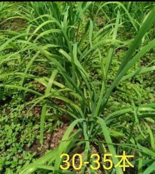 各週末の発送予定 種から育てた美味しいニラの苗 30-35本入り 韮苗 無農薬
