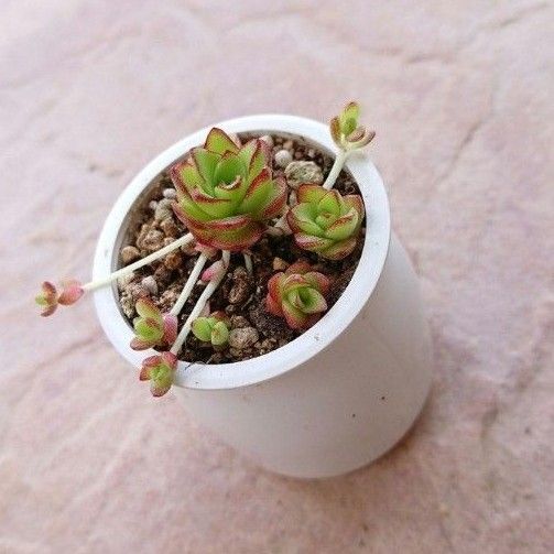 【多肉植物】薄紅蓮華