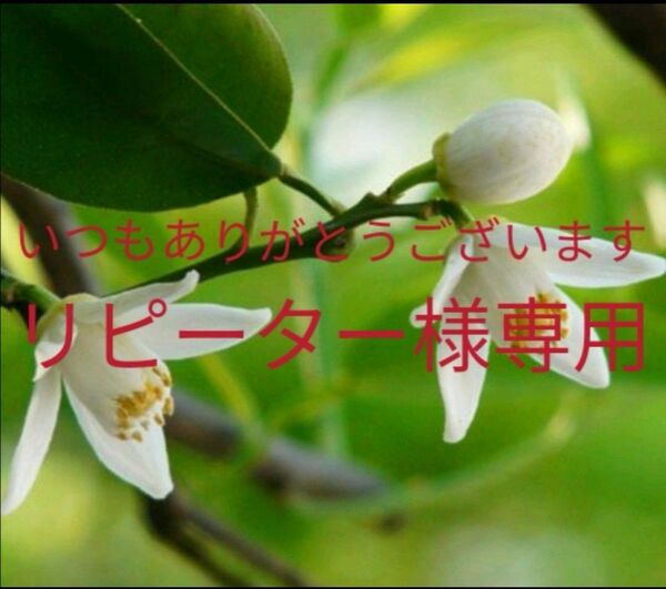 神ってる効果抜群魔法の12ミリ巻き上げ!睫毛美人6000人愛用、マツエク卒業!まつげ育成専門店魔法の無添加まつ毛美容液1本