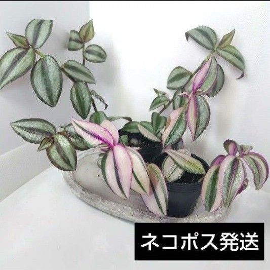 トラディスカンティアゼブリナクオーダリー