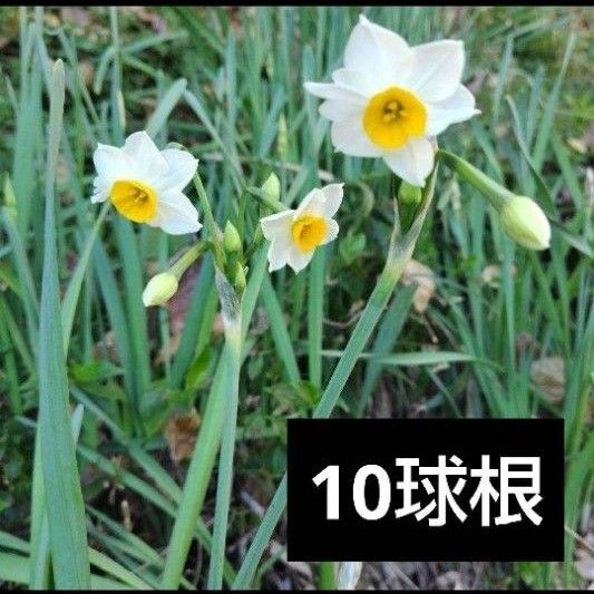 ニホンスイセン 球根 日本水仙 良い香りの白い花 10球根