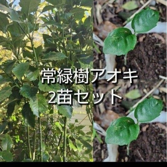 アオキ 苗 小苗 2苗セット