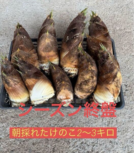朝採れたけのこ 当日収穫
