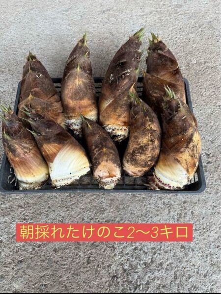 朝採れたけのこ 当日収穫