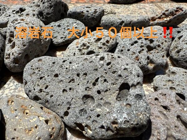 天然丸型 溶岩石 大中小 50個以上 アクアリウム テラリウム 天然レイアウト
