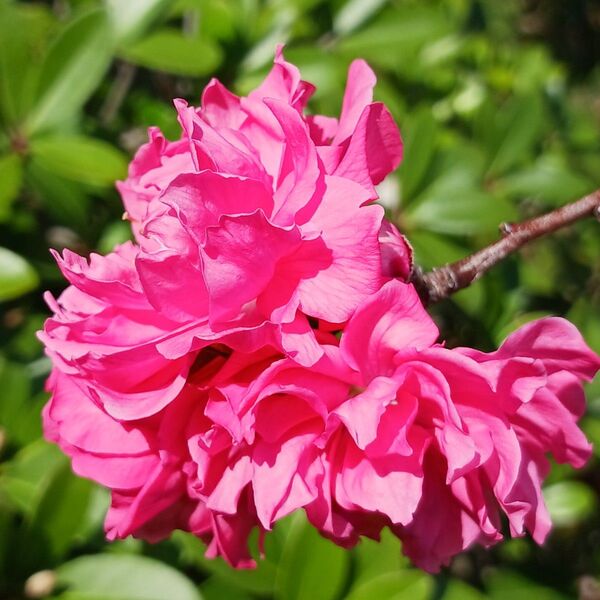 年の差十五の旦那様 辺境伯の花嫁候補 2 /此林ミサ//聖女が来るから「君を愛することはない~ 1 巻 宮之みやこ