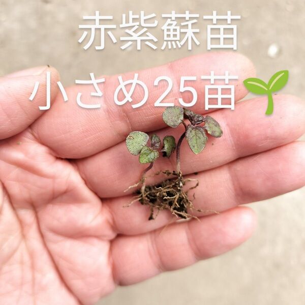 赤紫蘇 赤じそ 苗☆*