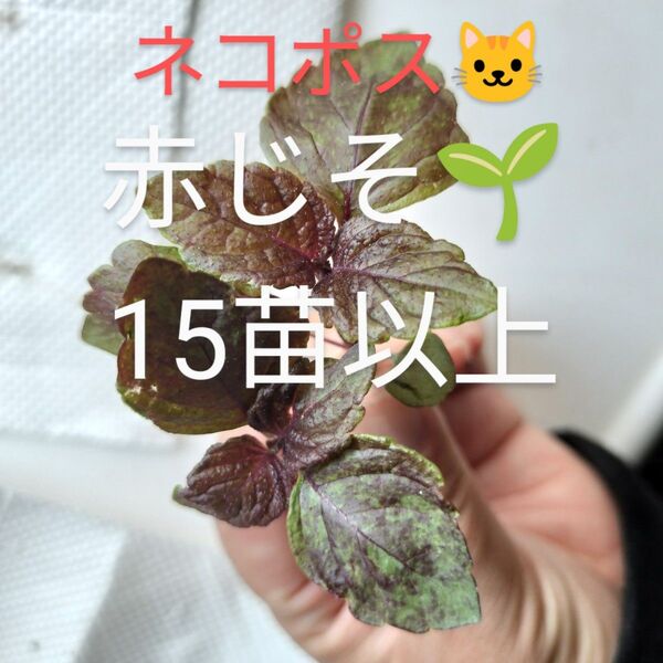 赤紫蘇 苗☆*