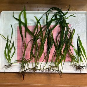 【水草】ミクロソリウム ナローリーフ 無農薬 自家栽培