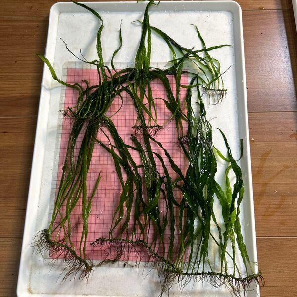 【水草】ミクロソリウム ナローリーフ 5株+ 無農薬 自家栽培