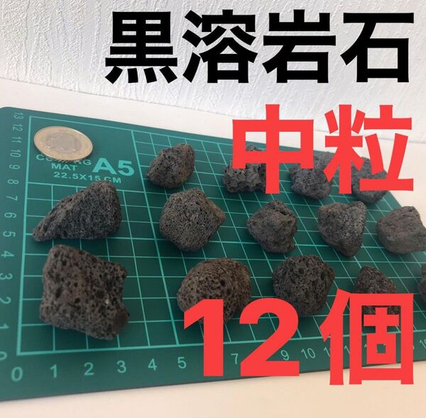 黒溶岩石 中粒12個 アクアリウム テラリウム コゲリウム 水草 ろ材 ADA