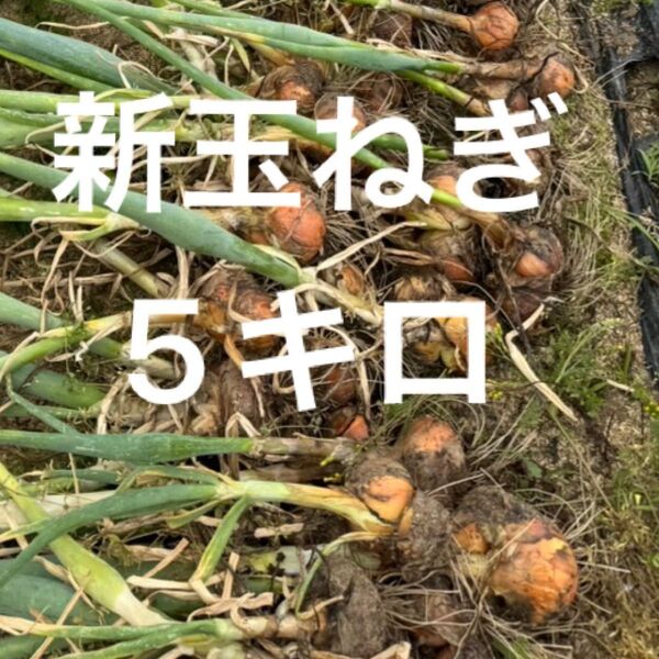 新玉ねぎ 茨城県 国産 5キロ MIX