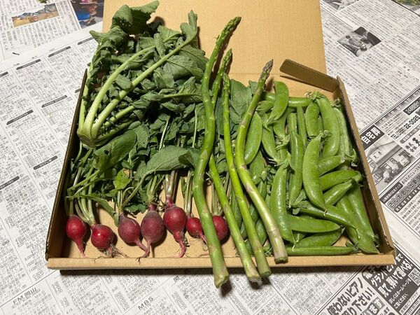 野菜セット 20日大根 二十日大根 アスパラ アスパラガス スナップ スナップエンドウ 大根葉 間引き菜 菜 葉 野菜 家庭菜園