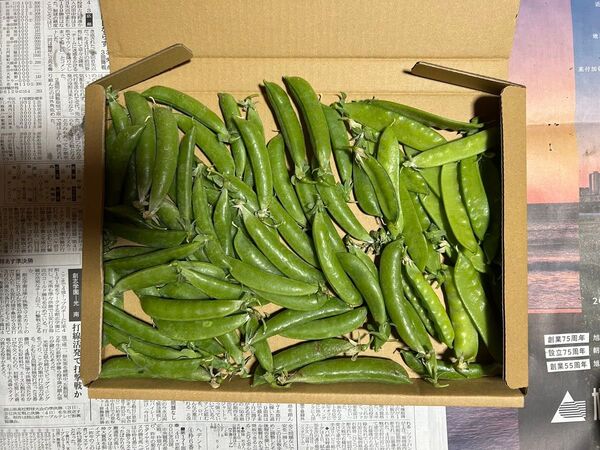 スナップ スナップエンドウ 絹さや きぬさや 野菜 エンドウ えんどう 家庭菜園