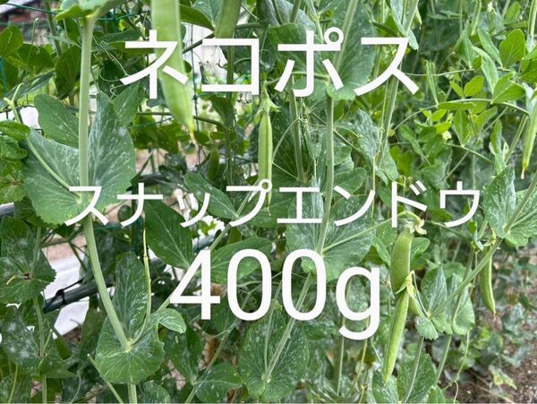 スナップ スナップエンドウ スナップえんどう 野菜 野菜スナップ 野菜スナップエンドウ 家庭菜園