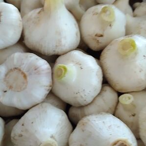生ニンニク サイズ混合1kg 茨城県産 鮮度保持袋に入れてコンパクト便