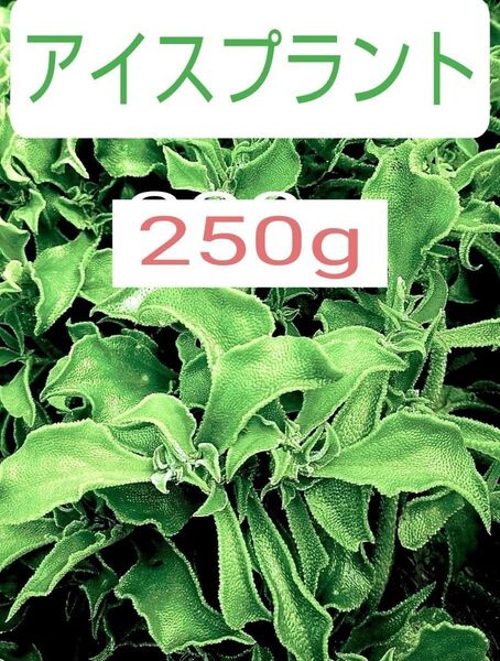増量!希少野菜!アイスプラント250g以上 無化成肥料栽培 鮮度保持袋入り発送