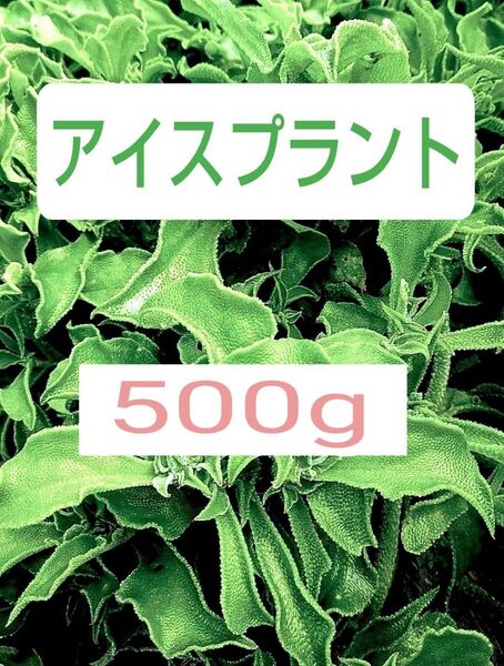 希少野菜 アイスプラント 500g 無化成肥料栽培 常温発送 送料込み