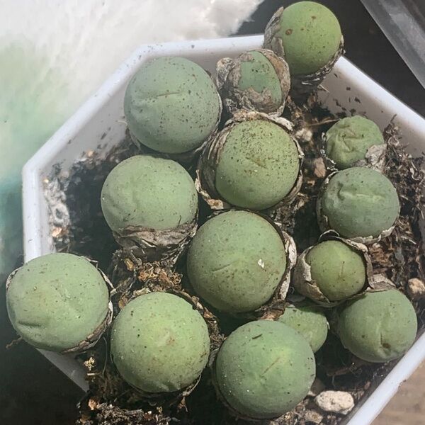 コノフィツム 多肉植物 翡翠玉Conophytumセット