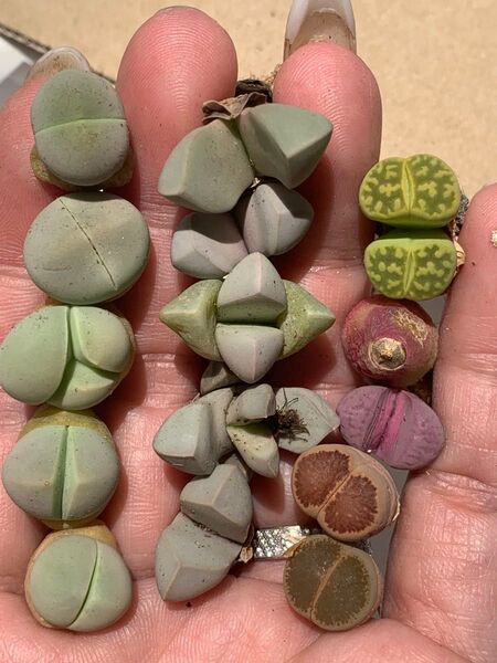 リトープス 多肉植物 写真通り 匿名配送 立派 魔玉 緑春桃 マウガニ 菊章玉 菊水玉Lerichegreenセット