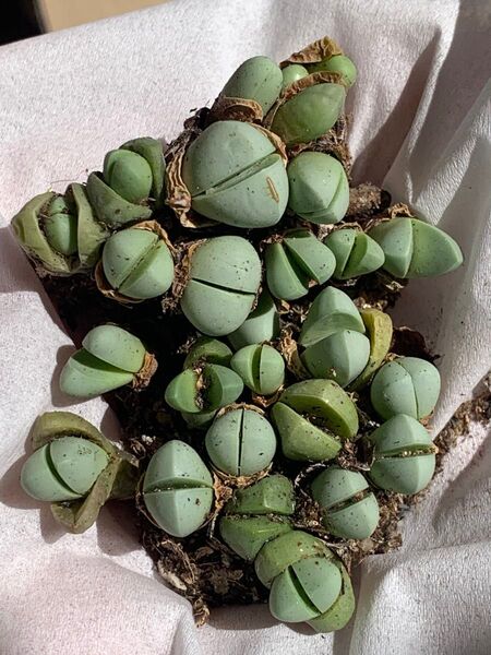 多肉植物 リトープス 金鈴玉セット