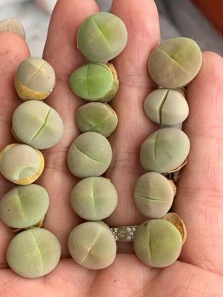 リトープス 緑春桃玉 多肉植物 セット