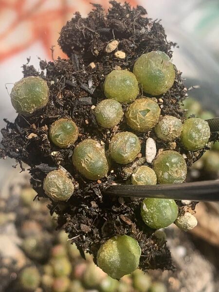 コノフィツム 多肉植物 ラツム セット