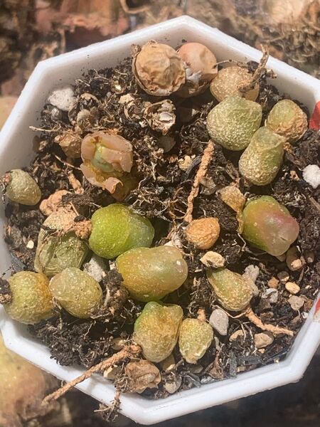 コノフィツム ラツム パゲアエ脱皮株セット Conophytum