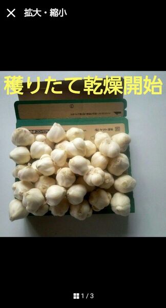 鹿児島産穫りたて生ニンニク 宅急便コンパクト専用Box 1箱分 4kg 野菜の宝石
