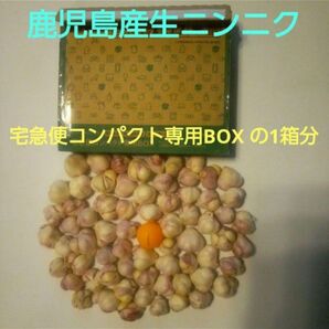鹿児島産穫りたて生ニンニク 宅急便コンパクト専用BOXの1箱分 ピンポン球位