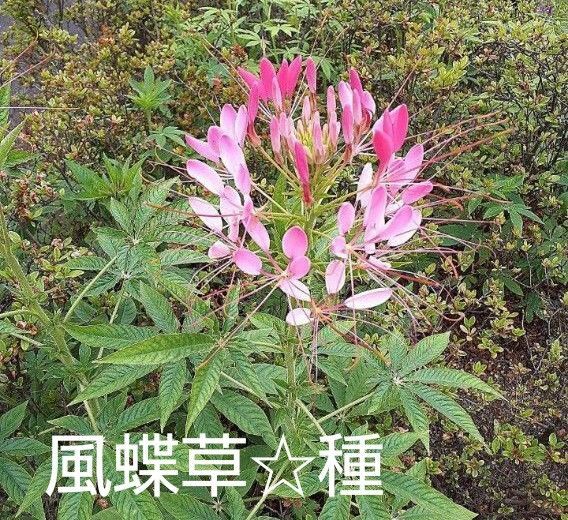 風蝶草☆種