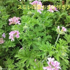 ローズゼラニウム*挿し穂10本