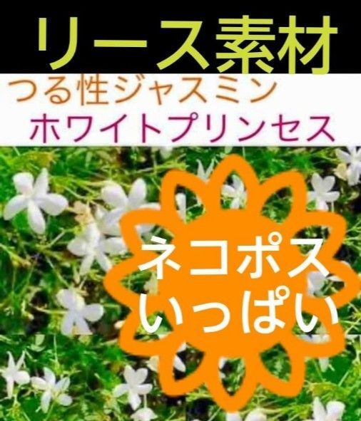 つる性ジャスミン ホワイトプリンセス*リース素材(グリーン)*ネコポスいっぱい