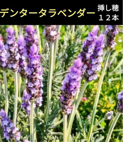 デンタタラベンダーの挿し穂12本*おまけのローズマリーの挿し穂6本セット