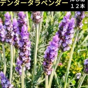 デンタタラベンダーの挿し穂12本*おまけのローズマリーの挿し穂6本セット