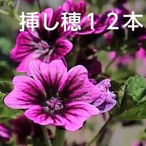 マロウの挿し穂*12本